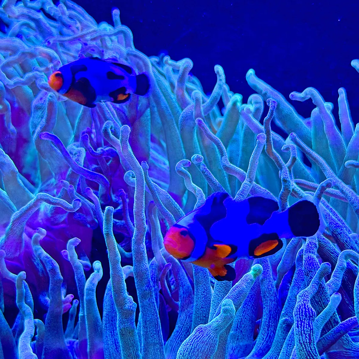 fish002