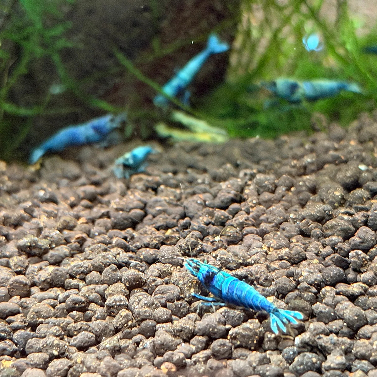 fish006