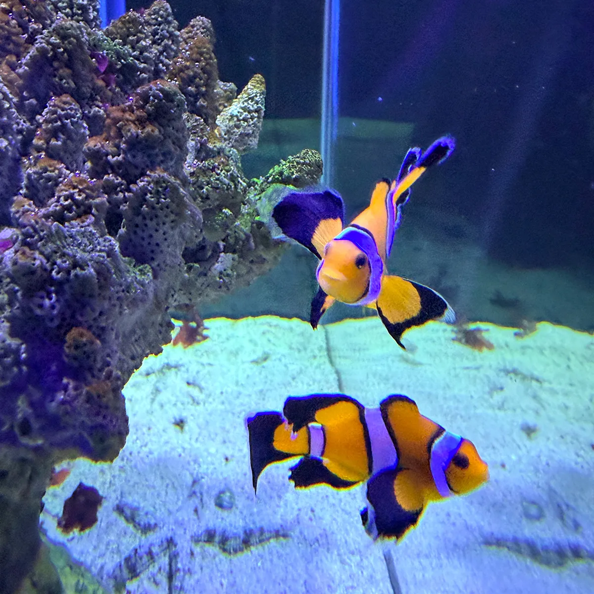 fish007