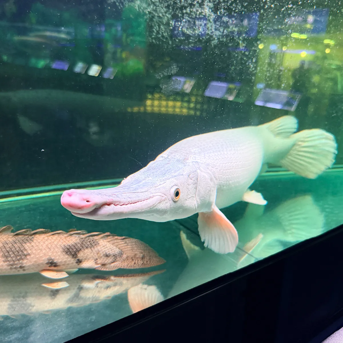 fish009