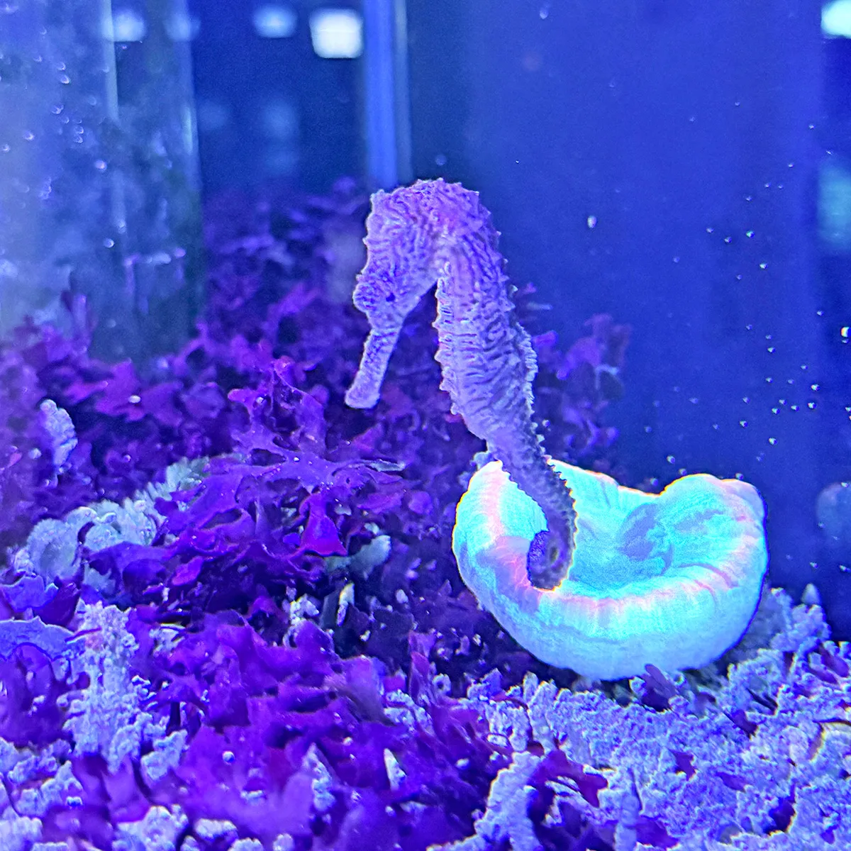 fish008
