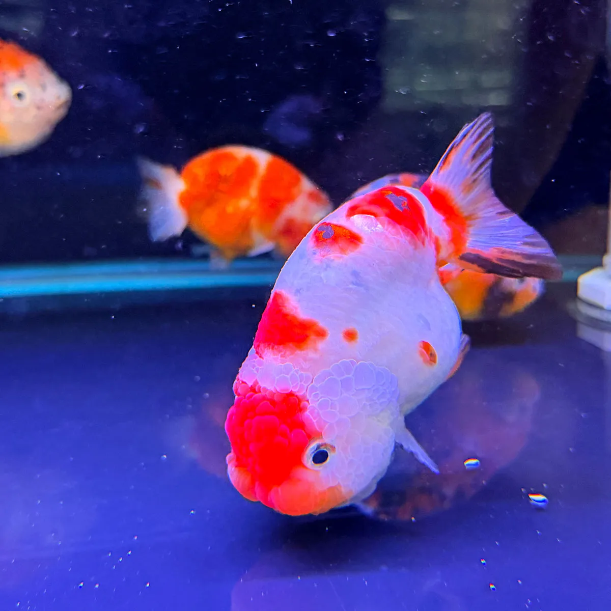 探訪超療癒金魚養殖場「阿岳金魚」