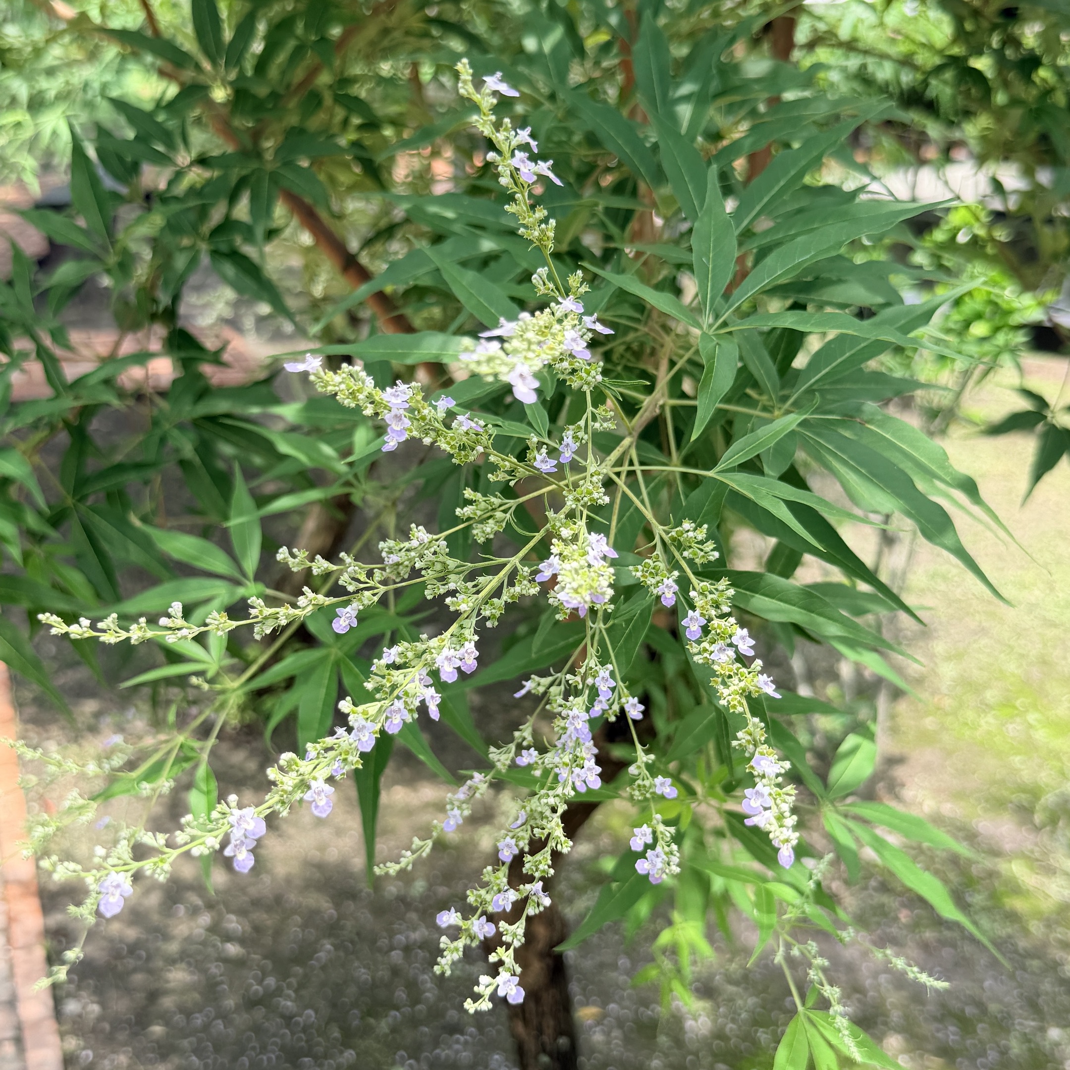愛聊食堂