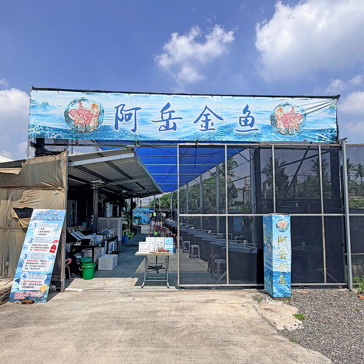阿岳金魚｜全台最大觀光金魚場