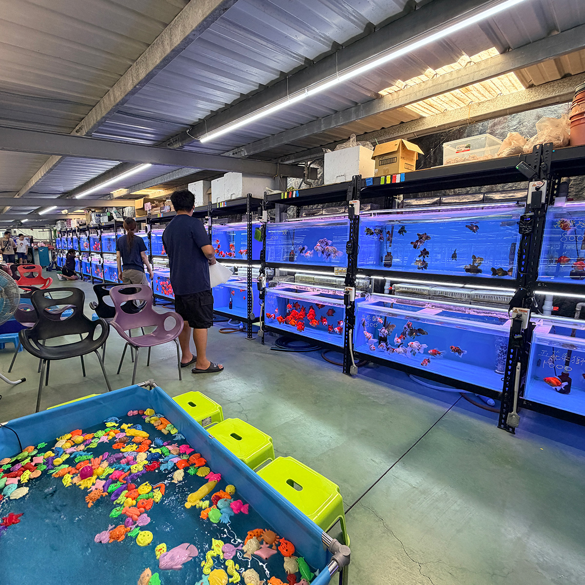 阿岳金魚｜全台最大觀光金魚場