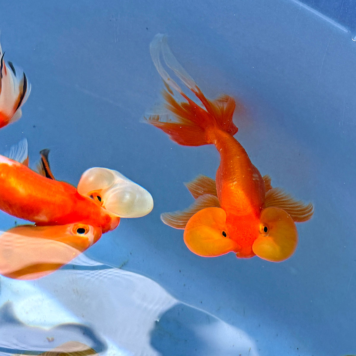 阿岳金魚｜全台最大觀光金魚場