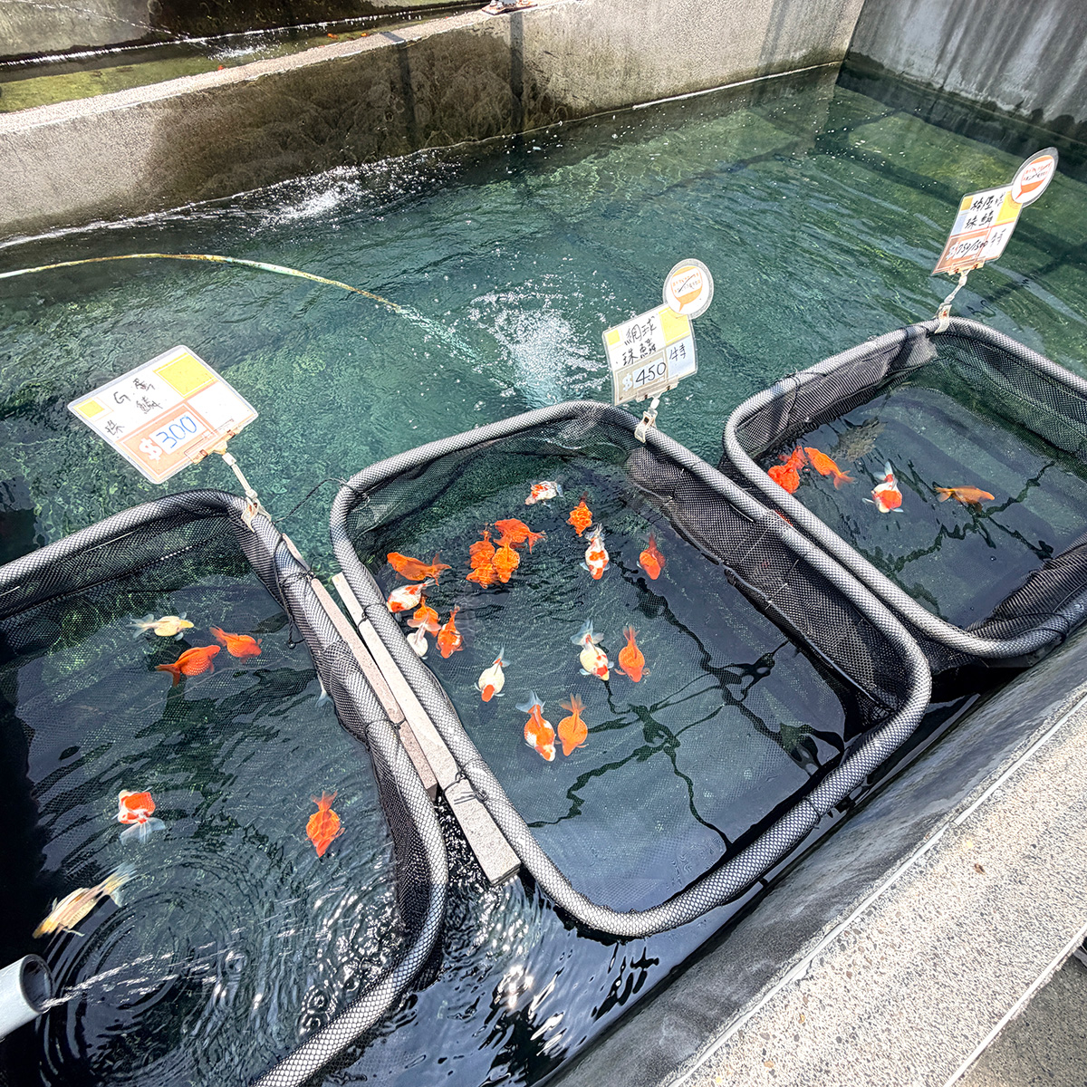 阿岳金魚｜全台最大觀光金魚場