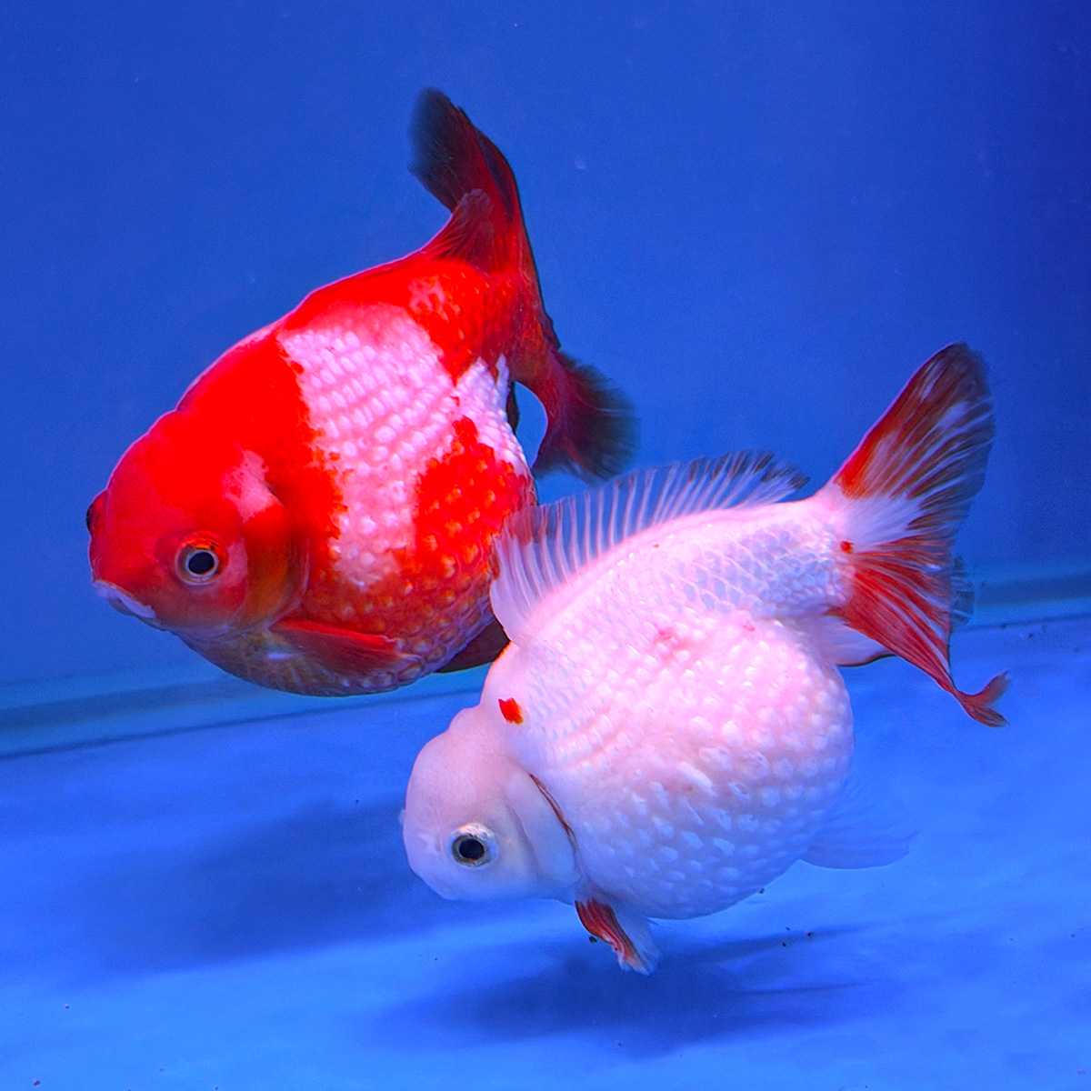 阿岳金魚｜全台最大觀光金魚場