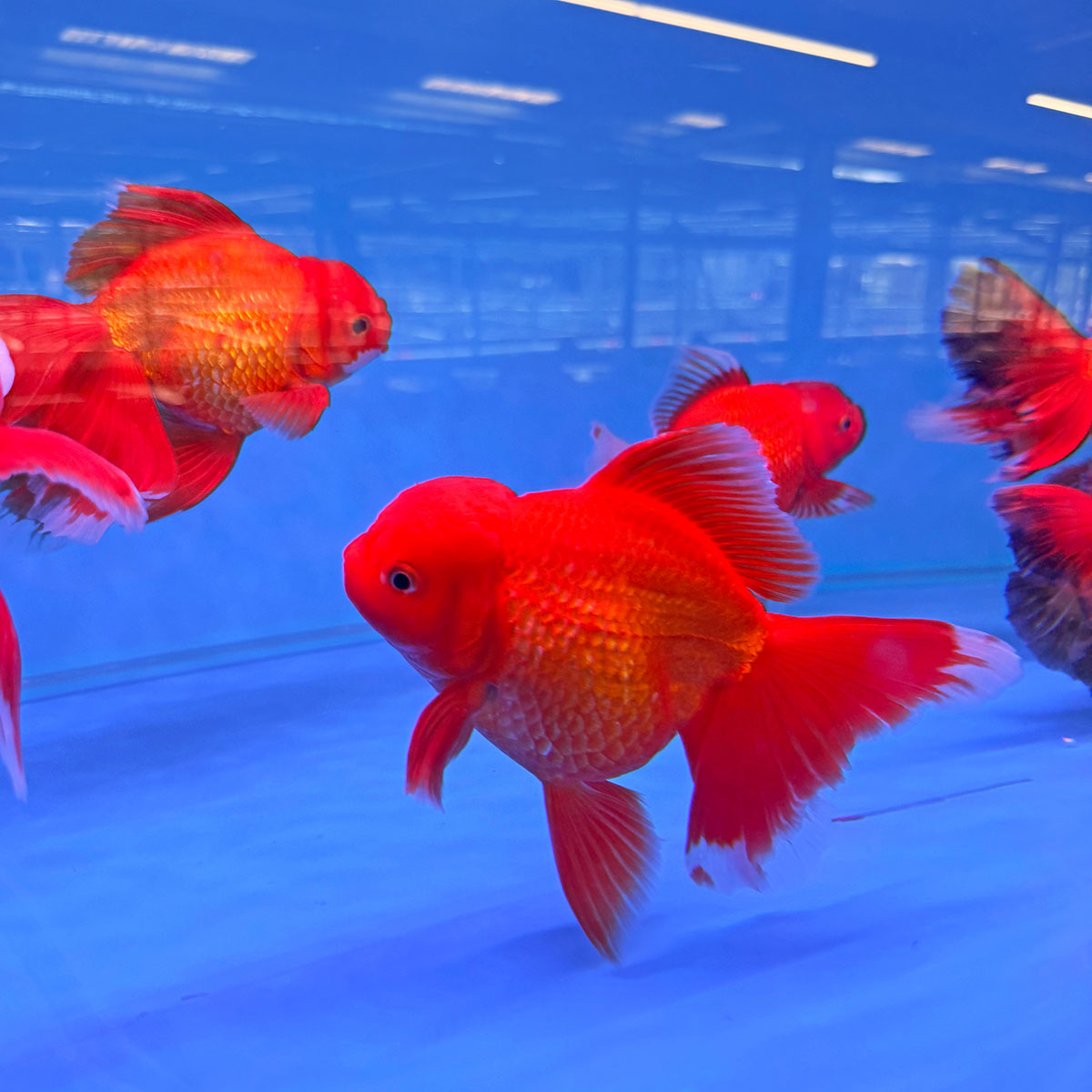 阿岳金魚｜全台最大觀光金魚場