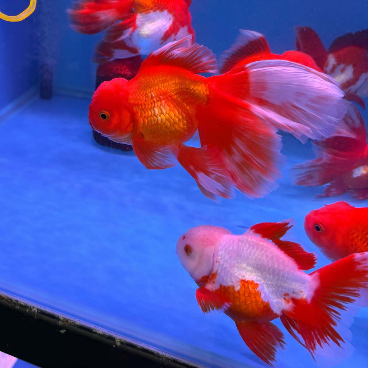 阿岳金魚｜全台最大觀光金魚場