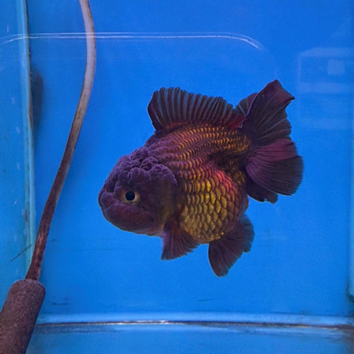 阿岳金魚｜全台最大觀光金魚場