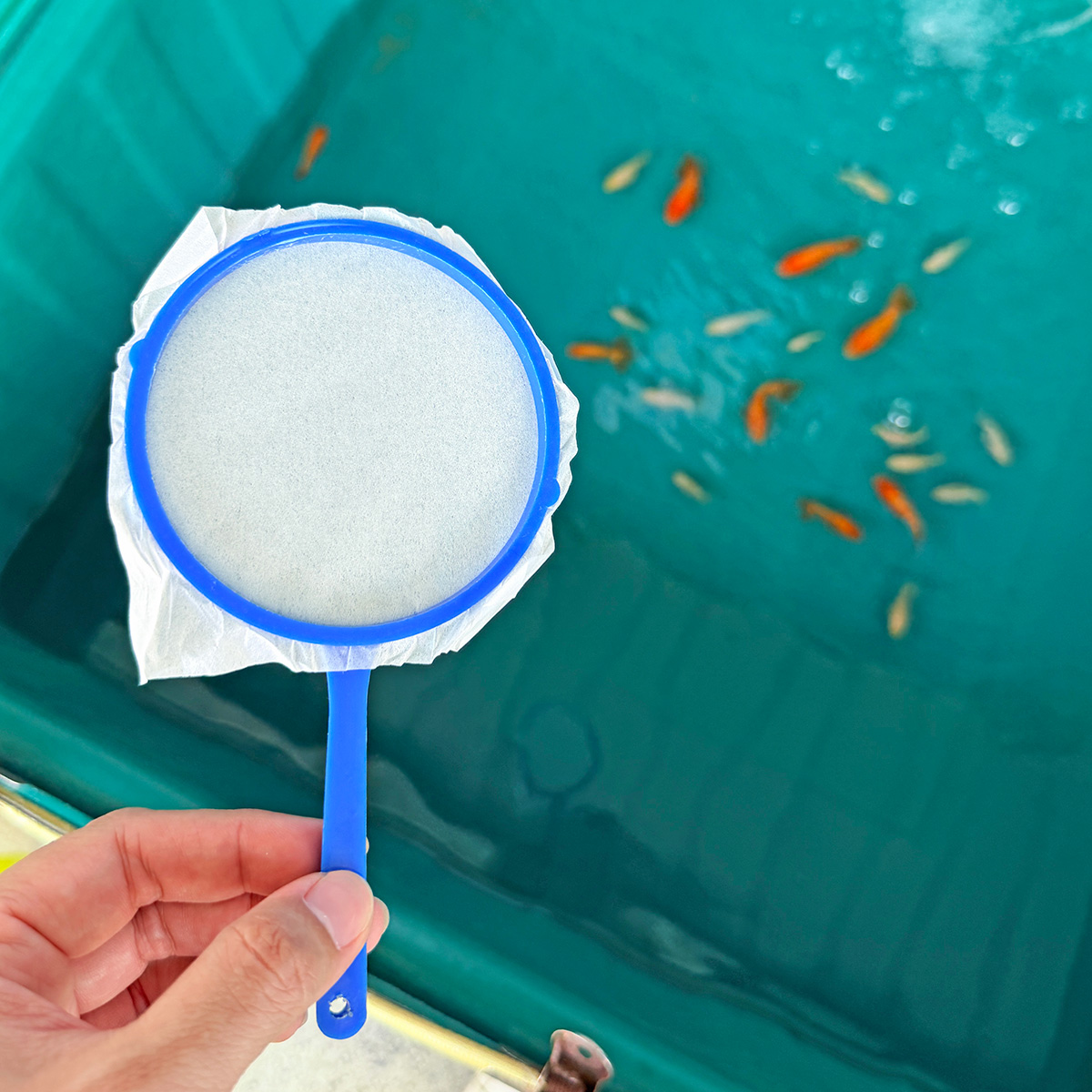 阿岳金魚｜全台最大觀光金魚場