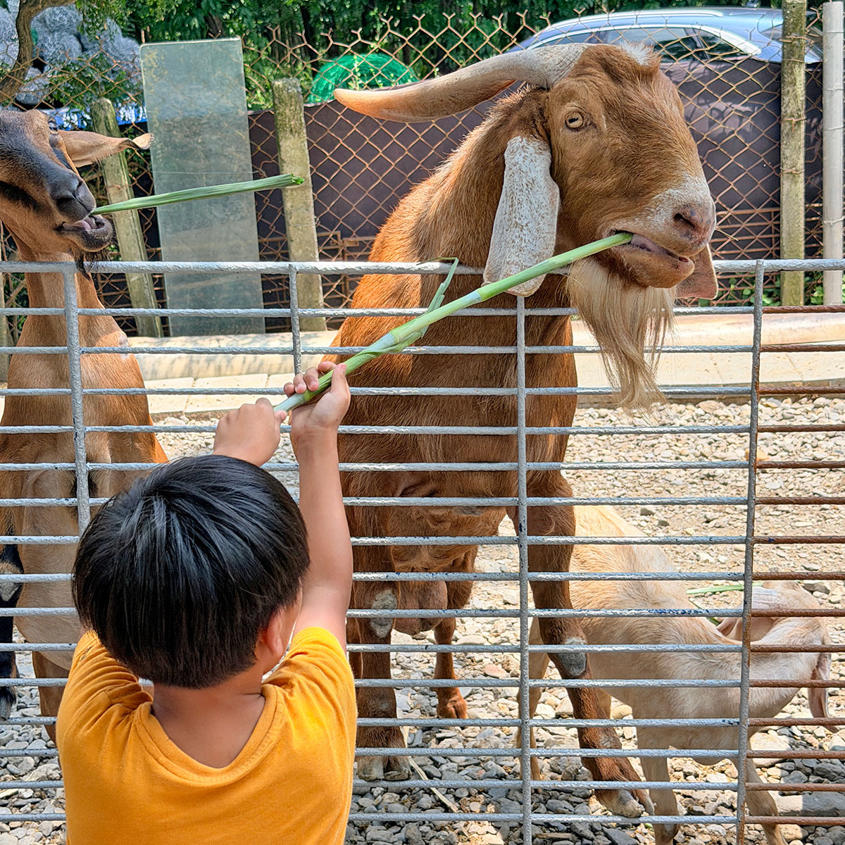 囍羊羊牧場
