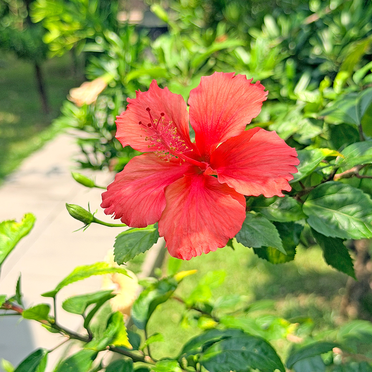 囍羊羊牧場
