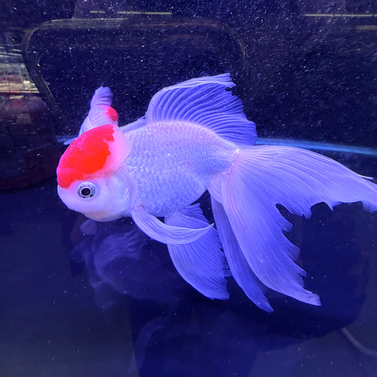 阿岳金魚｜全台最大觀光金魚場